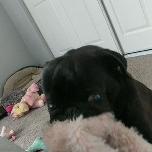 Meet your Posher, Victoria